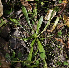 Erigeron acris kamtschaticus