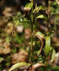 Erigeron acris kamtschaticus