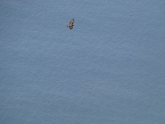 Buteo buteo insularum