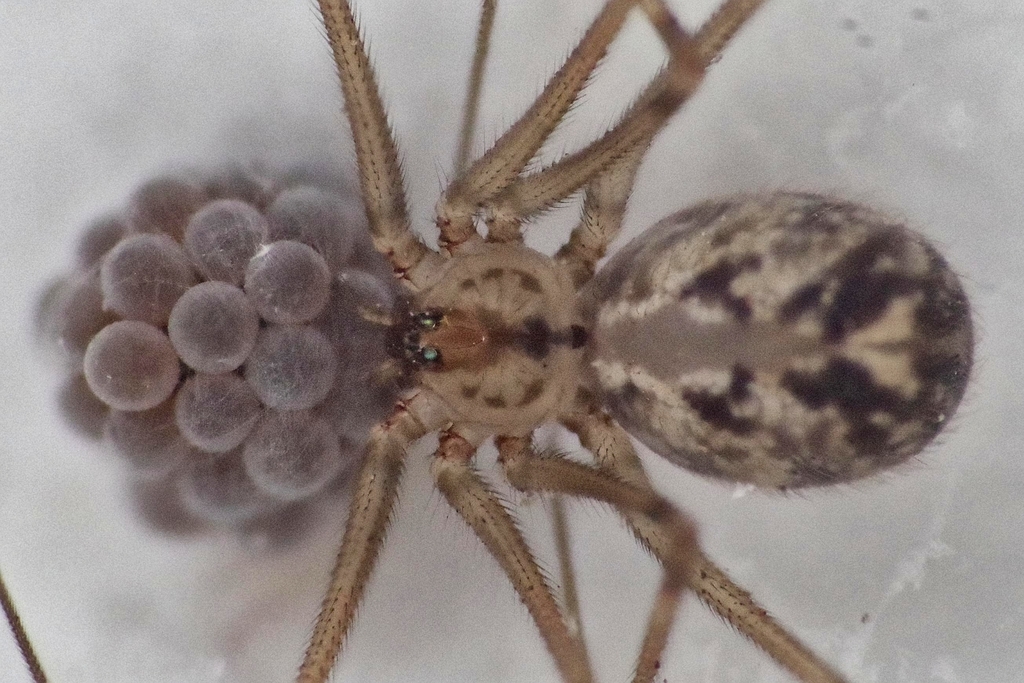 Short-bodied Cellar Spider