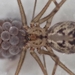 Short-bodied Cellar Spider - Photo (c) Adit Jeyan, some rights reserved (CC BY-NC), uploaded by Adit Jeyan