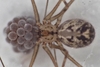 Short-bodied Cellar Spider - Photo (c) Adit Jeyan, some rights reserved (CC BY-NC), uploaded by Adit Jeyan
