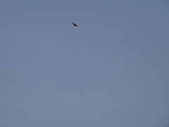 Buteo buteo insularum