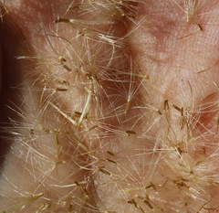 Erigeron acris kamtschaticus
