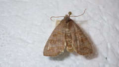 Ipimorpha subtusa