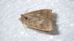 Ipimorpha subtusa