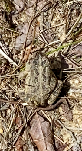 Fowler's Toad