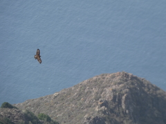Buteo buteo insularum
