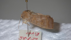 Ipimorpha subtusa