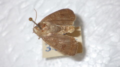 Ipimorpha subtusa