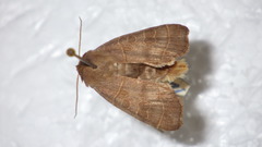 Ipimorpha subtusa