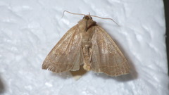 Ipimorpha subtusa