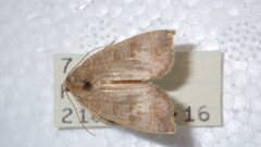 Ipimorpha subtusa