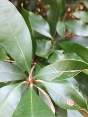 Englerophytum natalense