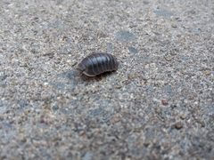 Armadillidium depressum