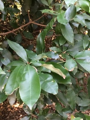 Englerophytum natalense