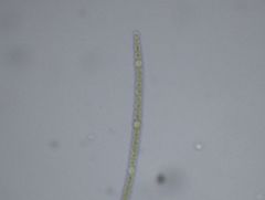 Nostocaceae