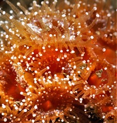 Corynactis australis