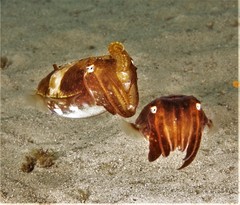 Sepia plangon