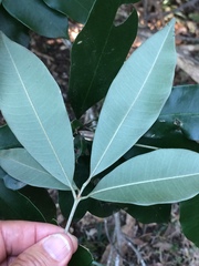 Englerophytum natalense