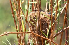 Acrocephalus newtoni
