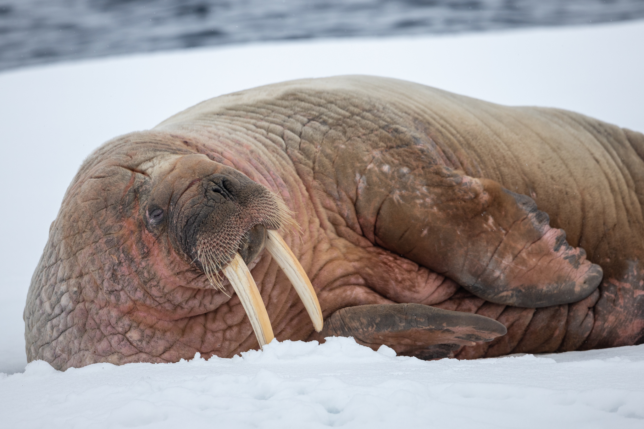 Morsa, Animales del Mar