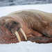 Walrus - Photo (c) Gregoire Dubois, some rights reserved (CC BY-NC), uploaded by Gregoire Dubois