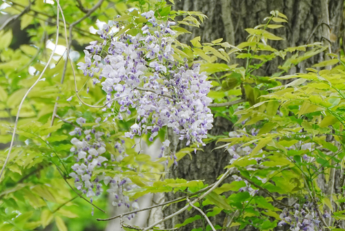 Image of Wisteria floribunda by (c) WATANABE Hitoshi 渡辺仁, some rights reserved (CC BY)