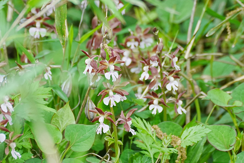 Image of Calanthe discolor by (c) WATANABE Hitoshi 渡辺仁, some rights reserved (CC BY)