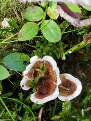 Phellodon tomentosus