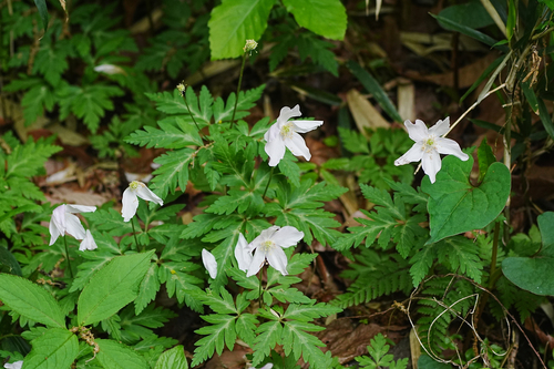 Anemone nikoensis, photograph 2