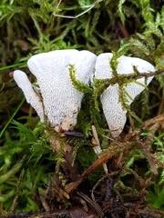 Phellodon tomentosus