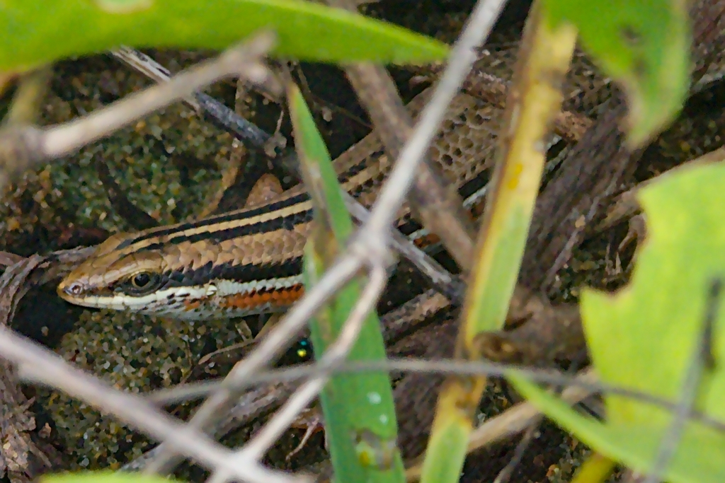 Bibron's Skink