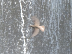 Turdus iliacus coburni