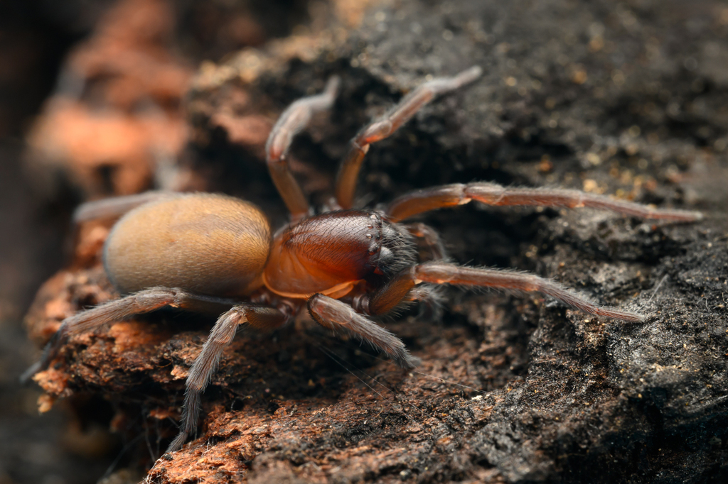 Amaurobius dorotheae