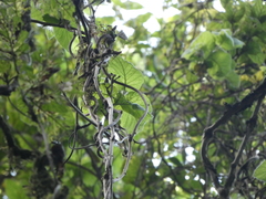 Convolvulus canariensis
