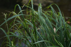Carex tuminensis