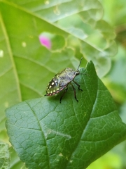 Nezara viridula