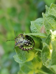Nezara viridula