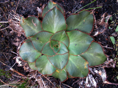 Hermas ciliata