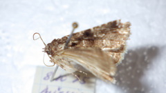 Callopistria latreillei