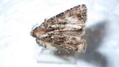 Callopistria latreillei