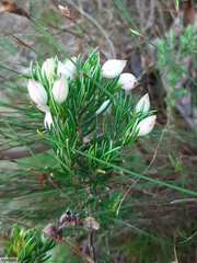 Erica holosericea