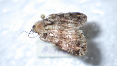Callopistria latreillei