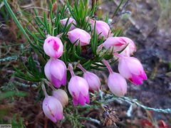 Erica holosericea