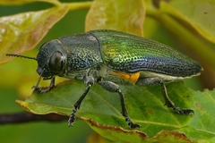 Lampetis coerulescens