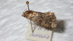 Callopistria latreillei