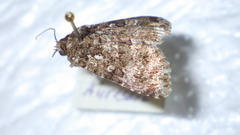Callopistria latreillei