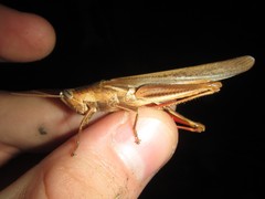 Stenocatantops vitripennis