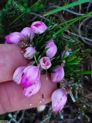 Erica holosericea